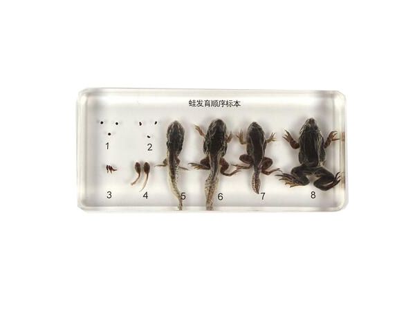 蛙發(fā)育順序標(biāo)本
